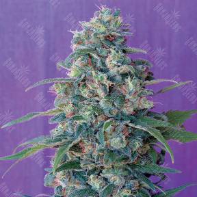 Magic Bud regular Ganja Seeds