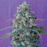 урожайные семена конопли Magic Bud regular Ganja Seeds