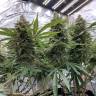 заказ семян конопли Спб Auto Sweet Special regular