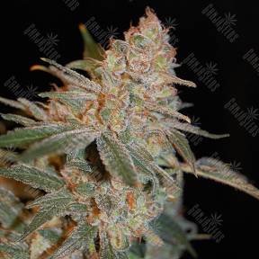 Black Diesel feminised Advanced Seeds