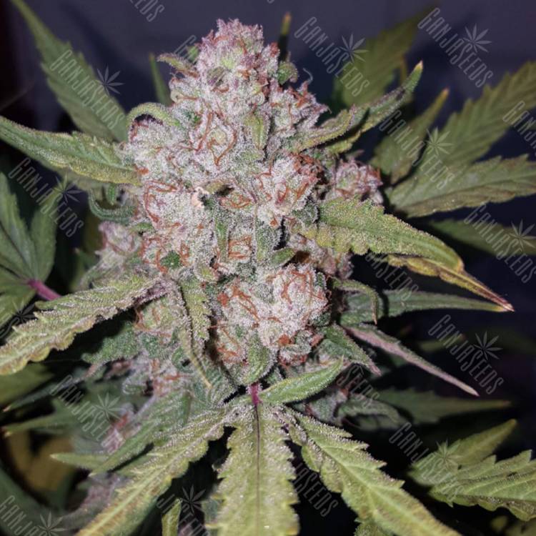 семена конопли Россия Auto Stardawg feminised Fast Buds