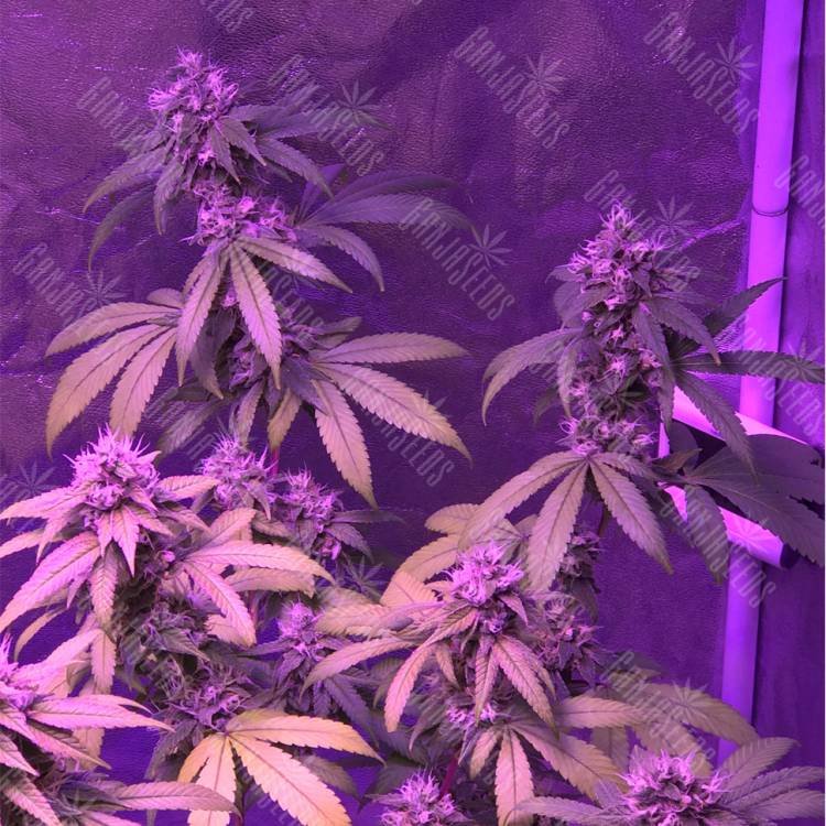 семена конопли в оригинальных упаковках Green Crack feminised Humboldt Seeds