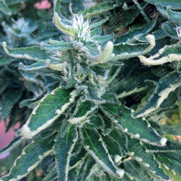 заказ семян конопли Jock Horror feminised Nirvana Seeds