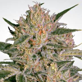 Nebula II CBD feminised Paradise Seeds