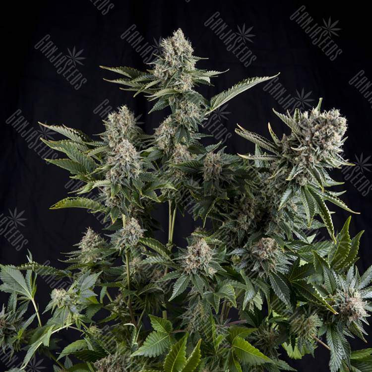 семена конопли f1 в оригинальной упаковке White Widow CBD feminised Pyramid Seeds