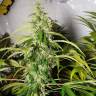 мощные семена конопли Sweet Tai feminised Sweet Seeds