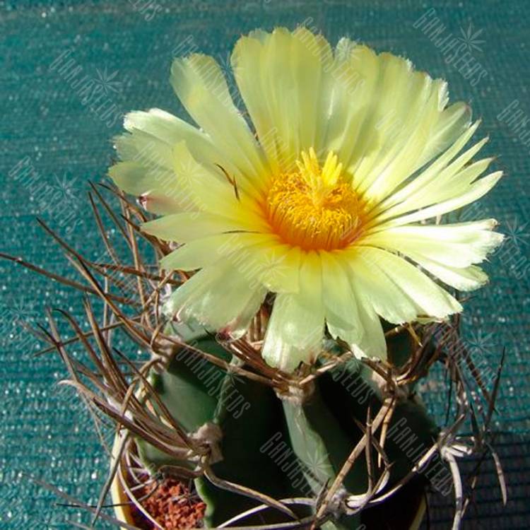 Семена кактуса Astrophytum niveum nudum pp 397