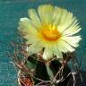 Семена кактуса Astrophytum niveum nudum pp 397