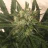 Critical Plus feminised Ganja Seeds 
