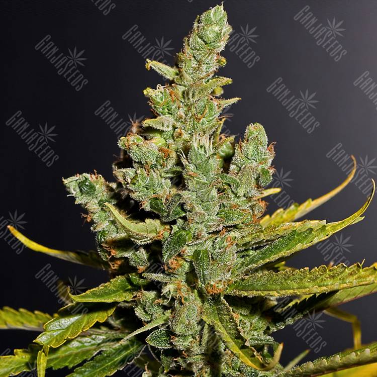 семена конопли с доставкой Cheese regular