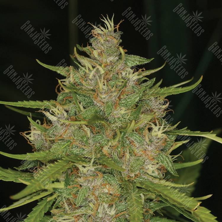 семена конопли курьером Chill OM feminised
