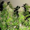 заказать на сайте семена конопли Chill OM feminised