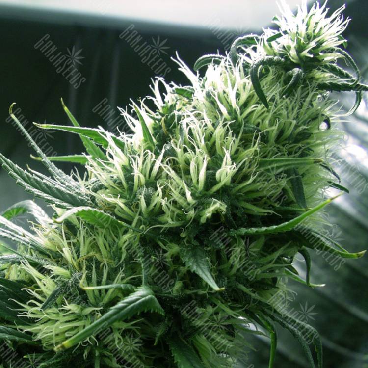 семена культурной конопли купить California Dream feminised Mandala Seeds