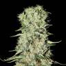 семена конопли феминизированные Damnesia feminised Strain Hunters Seeds