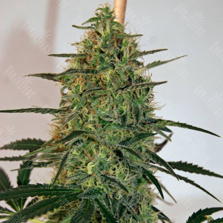 семена сортовой конопли Damnesia feminised Strain Hunters Seeds
