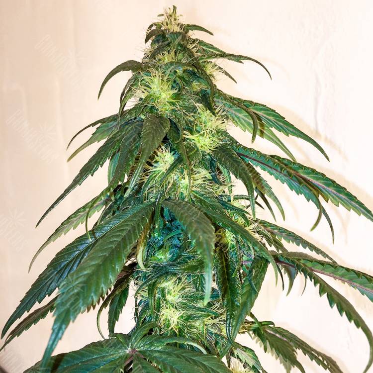 конопли скороспелый купить Mama Mia regular Ganja Seeds