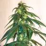конопли скороспелый купить Mama Mia regular Ganja Seeds