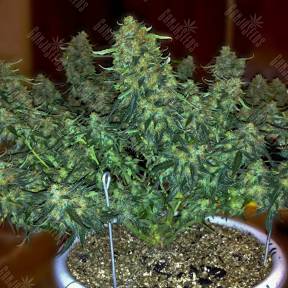 Auto Sweet Tooth regular Ganja Seeds