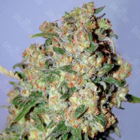 Critical feminised Advanced Seeds