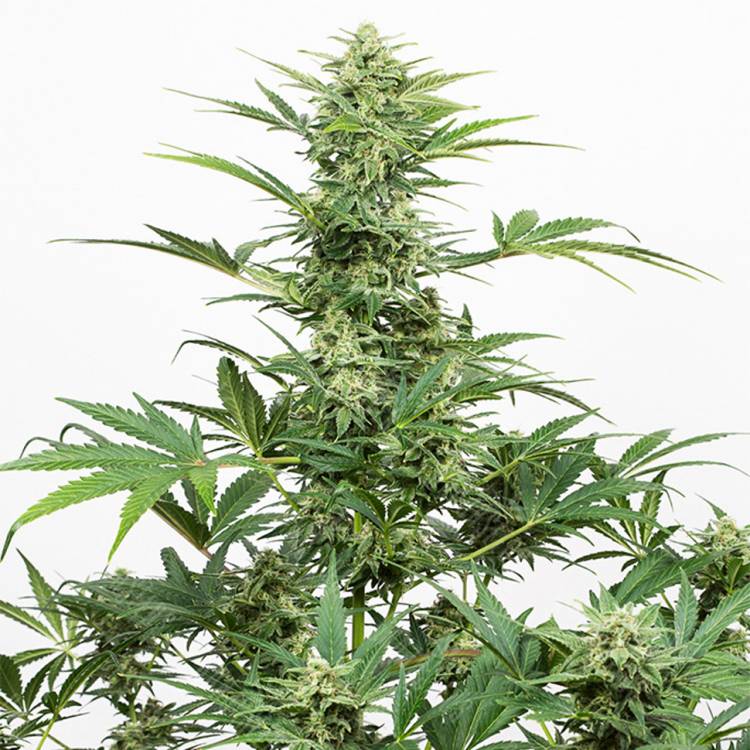 семена конопли Auto Industrial Plant CBD feminised Dinafem Seeds