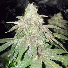 Bubba Kush regular Humboldt Seeds