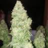 семена культурной конопли купить Bubba Kush regular Humboldt Seeds