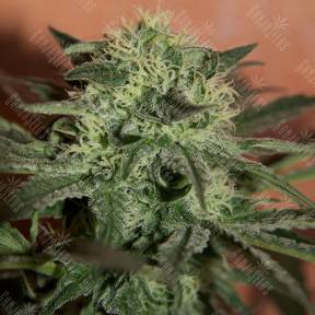 Auto Super Lemon Haze CBD feminised Ganja Seeds