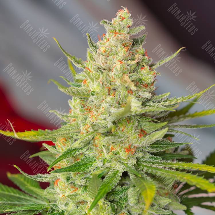семена конопли интернет магазин Wild Rose feminised Sweet Seeds