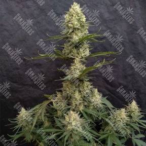 Critical Jack feminised Ganja Seeds