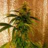 Critical Jack fem лучшие семена каннабиса для гровера