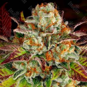 Auto Mintz feminised Ganja Seeds