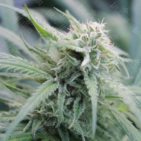 Water Lilly feminised Ganja Seeds