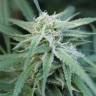 заказать на сайте семена конопли Water Lilly feminised