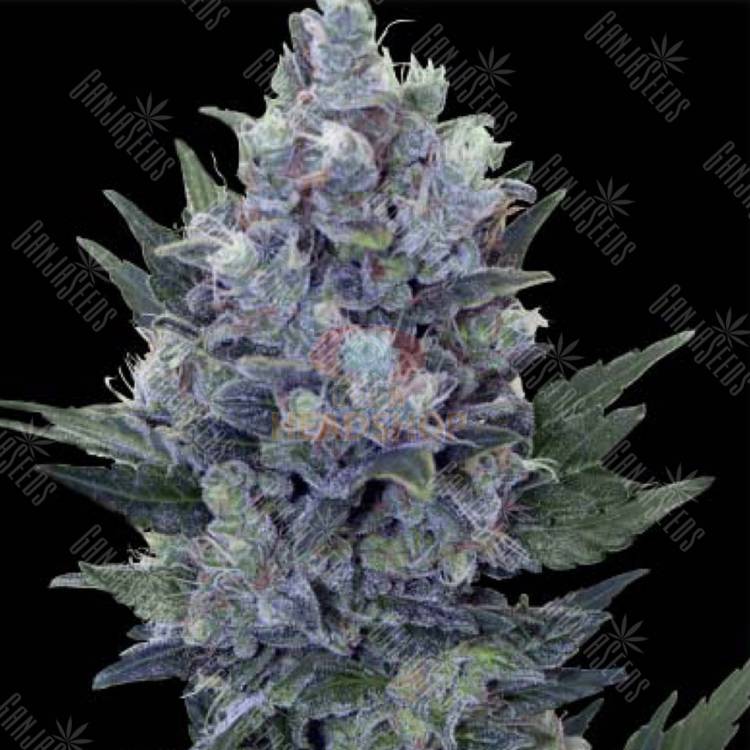 семена конопли марихуаны Auto Northern Lights x Blue feminised