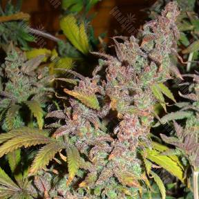 Far Out feminised Mandala Seeds