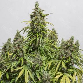 Auto Damnesia feminised Strain Hunters Seeds