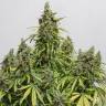 семена культурной конопли купить Auto Damnesia feminised Strain Hunters Seeds