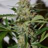 семена конопли для посадки купить Auto Damnesia feminised Strain Hunters Seeds