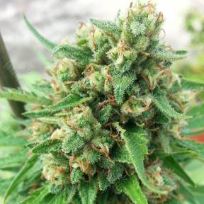 Deep Cheese feminised Dinafem Seeds