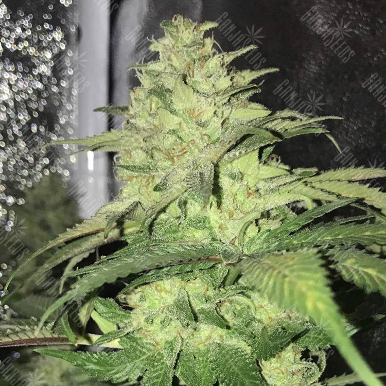 семена конопли недорого Master Kush regular Ganja Seeds