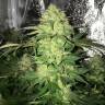 регулярные семена конопли купить Master Kush regular Ganja Seeds
