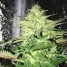 купить семена конопли Master Kush regular Ganja Seeds