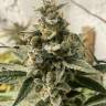 Auto OG Kush CBD feminised Dinafem Seeds