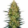 Auto OG Kush CBD feminised Dinafem Seeds