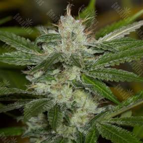 Chemdawg regular Humboldt Seeds