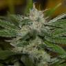 семена конопли курьером Chemdawg regular Humboldt Seeds