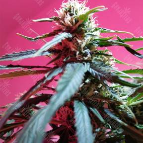 Auto Fraggle Skunk feminised Philosopher Seeds