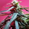 семена конопли марихуаны Auto Fraggle Skunk feminised Philosopher Seeds