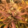 феминизированные семена конопли Auto Brooklyn Sunrise feminised Ganja Seeds