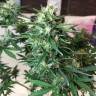 семена конопли для выращивания Auto Northern Lights x AK feminised